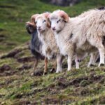 Schafe Färöer Inseln