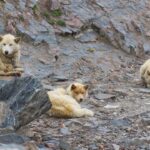 Schlittenhunde im Sommer