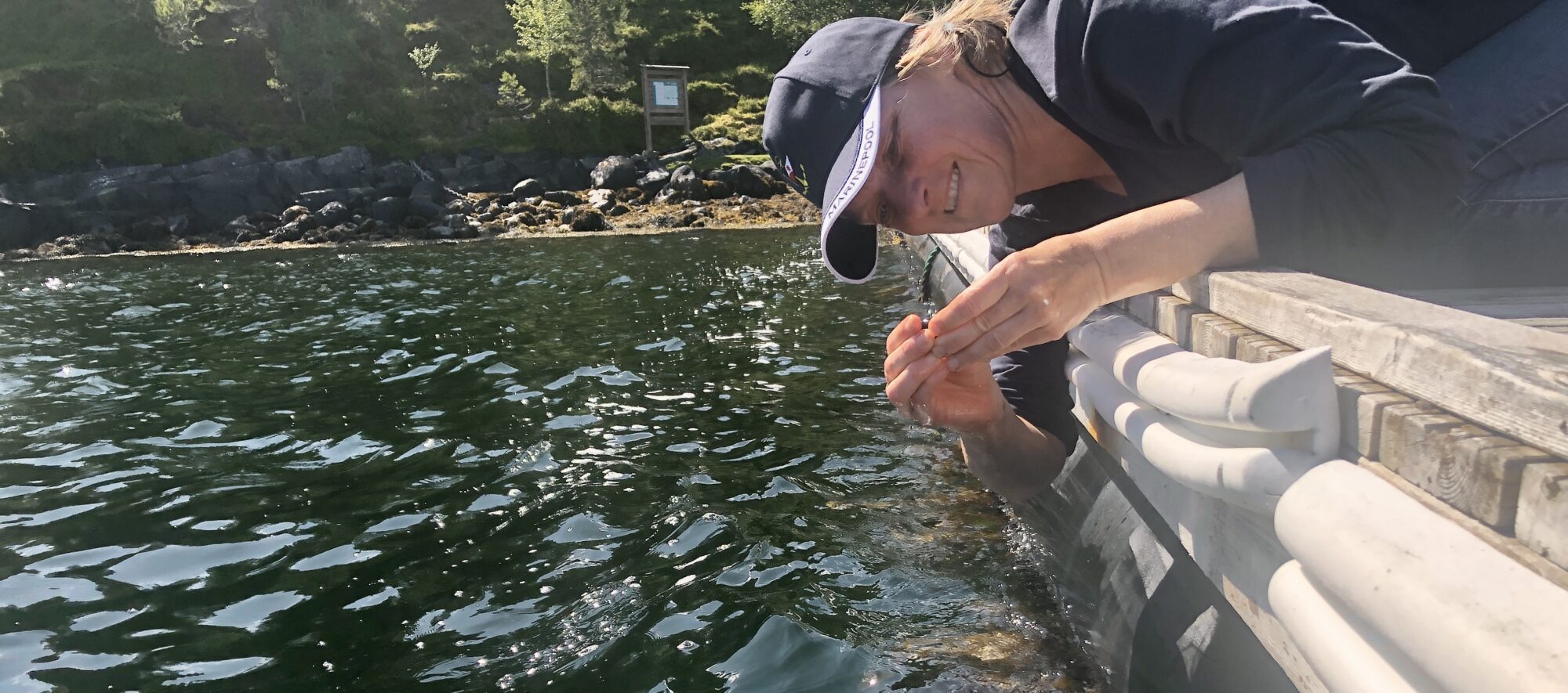 Miesmuscheln sammeln