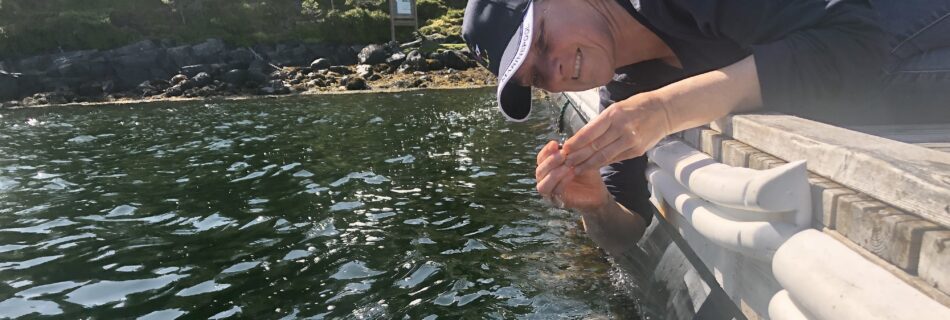 Miesmuscheln sammeln