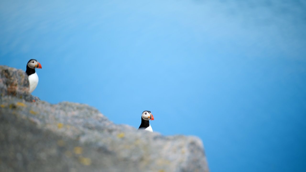 Papageientaucher
